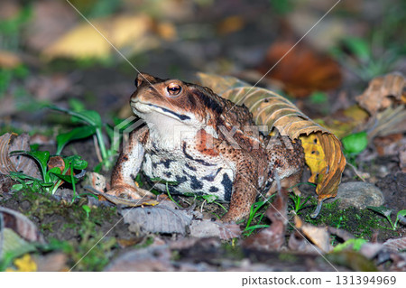 Azuma toad Azuma toad 131394969