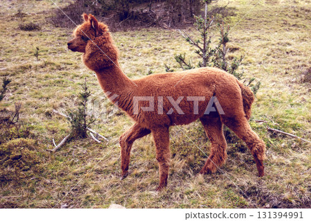 Little llama walks on the mountains slopes 131394991
