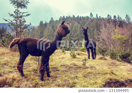Two brown llamas walk along the mountain slopes Two brown llamas walk along the mountain slopes 131394995