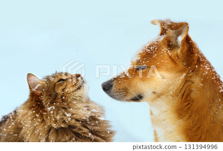 A cat and a dog sit together during a snowfall 131394996