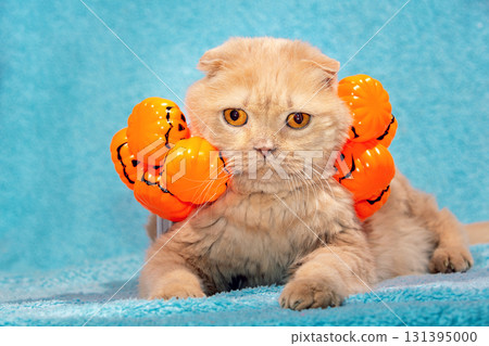 A funny Scottish fold shorthair cat with Halloween garland from artificial pumpkins on the head lying on a blue blanket 131395000