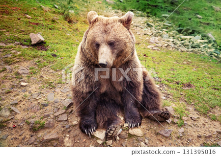 An adult brown bear sits in the wild 131395016