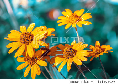Flowering Rudbeckia hirta (Black-eyed Susan) flowers in the garden in summer. Nature background 131395026