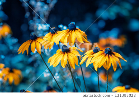 Flowering Rudbeckia hirta (Black-eyed Susan) flowers in the garden in summer. Nature background Flowering Rudbeckia hirta (Black-eyed Susan) flowers in the garden in summer. Nature background 131395028