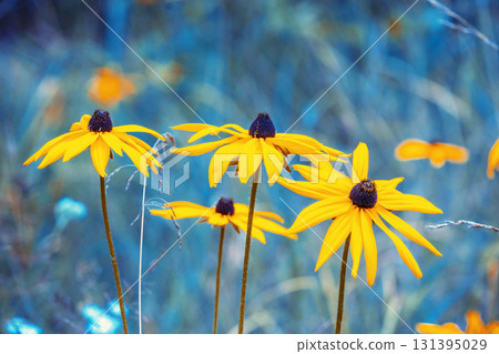 Flowering Rudbeckia hirta (Black-eyed Susan) flowers in the garden in summer. Nature background 131395029
