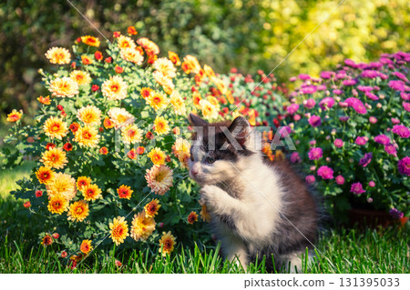 Cute little kitten in the garden with chrysanthemum flowers 131395033