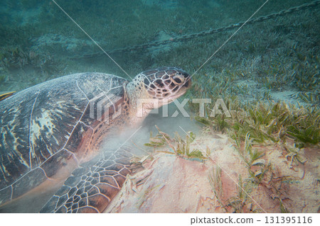 A big Sea Turtle in a grassy underwater area. Plenty of silt in the blue water  131395116