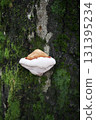Inonotus hispidus  (Inonotus hispidu) 131395234