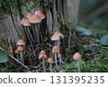 Hypholoma capnoides  (Hypholoma capnoides) 131395235