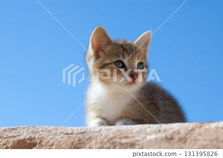 A cute baby cat rests on rock, gazing curiously at the bright blue sky on a sunny day A cute baby cat rests on rock, gazing curiously at the bright blue sky on a sunny day 131395826