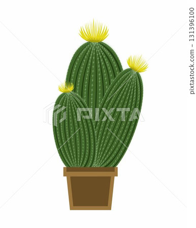 Vector picture of cartoon cactus in pot isolated on white background. Three cactuses with yellow flowers. Vector picture of cartoon cactus in pot isolated on white background. Three cactuses with yellow flowers. 131396100