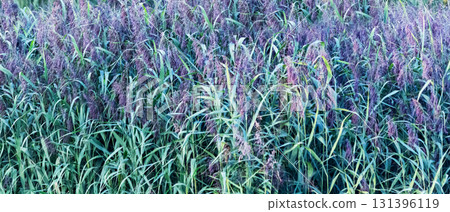 Horsetail reeds, also known as Snake Grass or Dutch rush. 131396119