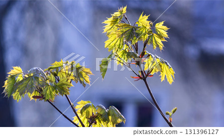green and yellow maple leaves and blue sky 131396127