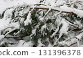 Fallen pine tree with fresh needles under snow cover texture background  131396378