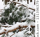 Snow covered green needles on a branches of a felled young pine 131396379