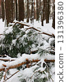 Broken branches of a young pine after cutting down live trees 131396380