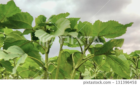 Young Green Sunflower Plants, Close Up of Sunflower Leaves, Nature s Green Canopy, Fresh Sunflower Field, Vibrant Plant Stems, Lush Green Foliage, Sunflowers Under Cloudy Sky, Summer Field Growth 131396458