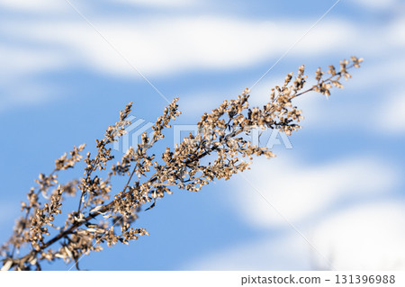 A close-up of a dried sagebrush twig with tiny brown seed clusters 131396988