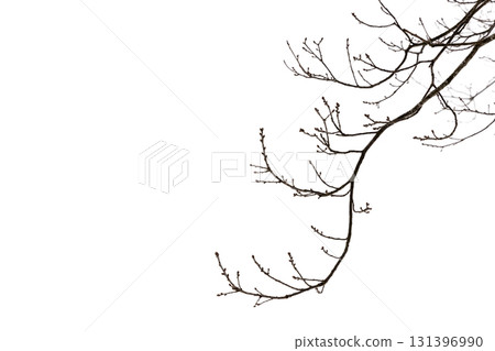 A stark, leafless tree branch curves across a white background A stark, leafless tree branch curves across a white background 131396990