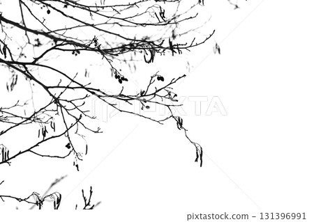 A stark, monochrome composition of bare alder tree branches isolated on white 131396991