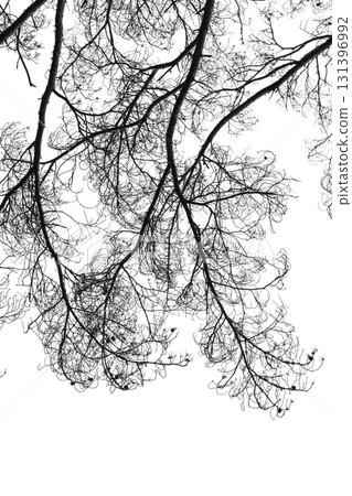 A stark black-and-white image of a pine tree branches isolated on white A stark black-and-white image of a pine tree branches isolated on white 131396992