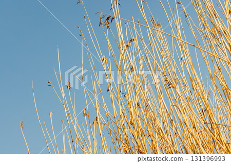 Close-up view of tall, dried reed illuminated by sun against a bright blue sky Close-up view of tall, dried reed illuminated by sun against a bright blue sky 131396993