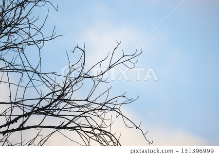 Bare branches stretch across a calm blue sky, creating a stark silhouette 131396999