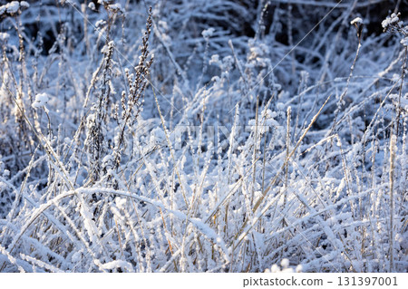 A tranquil winter scene featuring snow-covered grasses and delicate frost 131397001