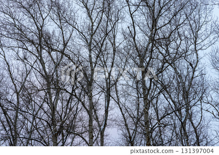 Leafless trees rise into a dense network of branches 131397004