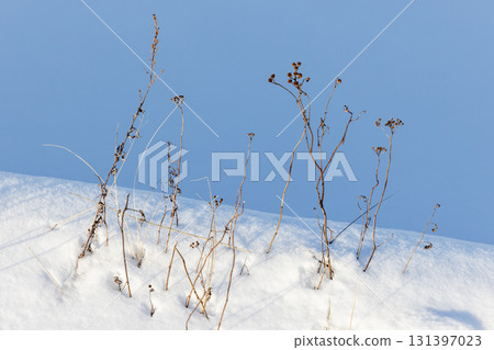 Dry grasses rise through fresh snow under a bright blue sky Dry grasses rise through fresh snow under a bright blue sky 131397023