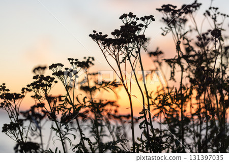 Silhouetted wildflowers stand against a glowing sunset over calm water Silhouetted wildflowers stand against a glowing sunset over calm water 131397035