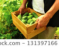 a man harvests cucumbers in a greenhouse in a wooden box. own a farm as a summer hobby. 131397166