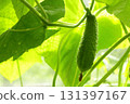 a cucumber growing in a greenhouse. farming, ecological nutrition, growing your own crop 131397167