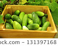 a box full of fresh cucumbers. farming, ecological nutrition, growing your own crops 131397168