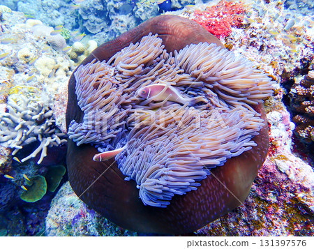 Pink anemonefish and a shrunken sea anemone 131397576