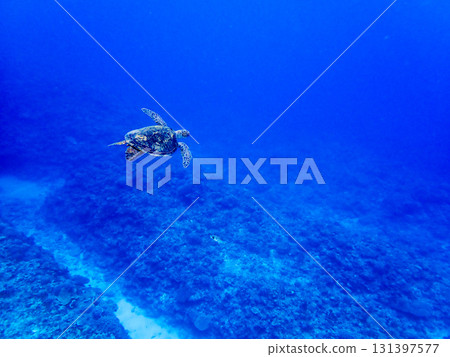 海龜在珊瑚礁上游泳 海龜在珊瑚礁上游泳 131397577