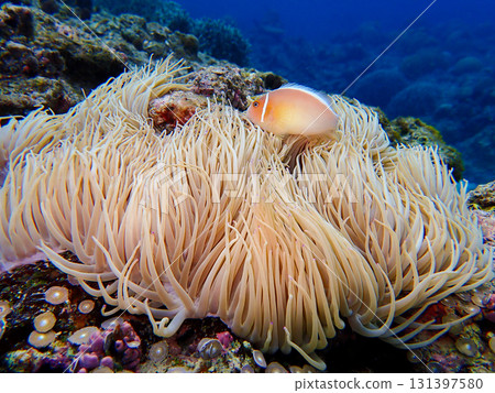 Hana navy bean flea and sea anemones Hana navy bean flea and sea anemones 131397580