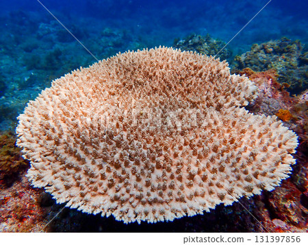 燈光下的鹿角珊瑚 燈光下的鹿角珊瑚 131397856