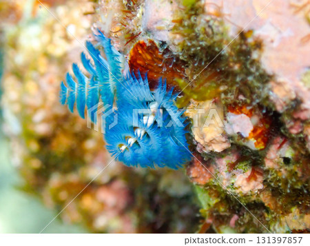 藍茨城縣 131397857