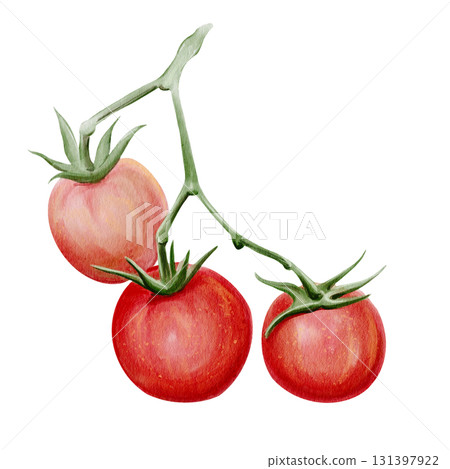 A branch with small red tomatoes. Green leaves. Botanical illustration. Ripe vegetables. Watercolor, hand-drawn. Isolated from the background. High quality illustration A branch with small red tomatoes. Green leaves. Botanical illustration. Ripe vegetables. Watercolor, hand-drawn. Isolated from the background. High quality illustration 131397922