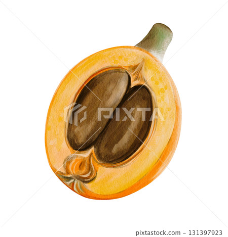 medlar and loquat, an exotic fruit. Orange sweet fruit on a twig. Half and two brown seeds. Watercolor illustration, hand-drawn. High quality illustration 131397923