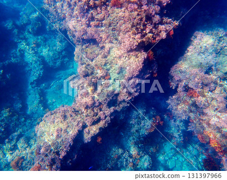 Beautiful seabed 131397966