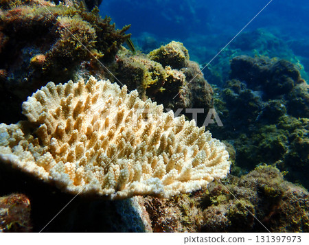 漂白鹿角珊瑚 131397973