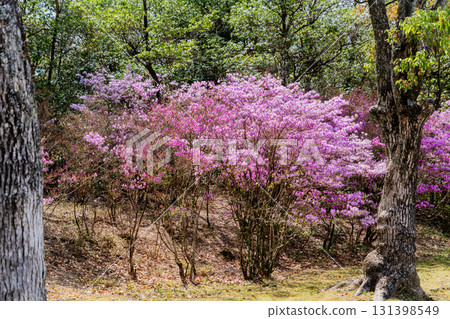 View of the Little World Museum of Man 131398549
