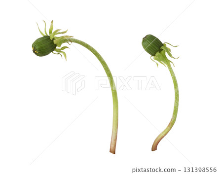 Set of buds of dandelion flowers isolated on white 131398556