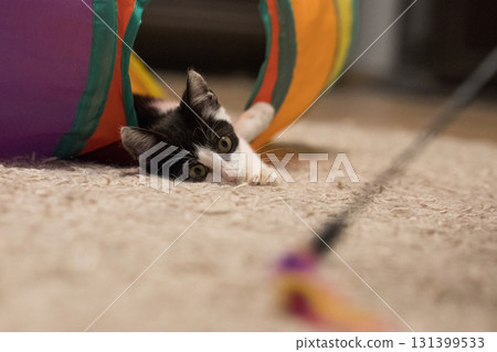 Young cat pet lying in bright tunnel tube and playing feather wand. Happy kitten portrait Young cat pet lying in bright tunnel tube and playing feather wand. Happy kitten portrait 131399533