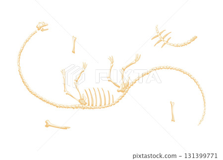 Dinosaur skeleton vector illustration. Dino skeletons, dinosaurs, fossils side view isolated. Antique animals skull and bones. Ancient creature monsters museum 131399771
