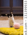 Pet kitten playing pink fluffy ball at home. Young cat portrait 131399933