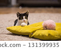 Curious kitten playing wand with pink fluffy ball at home 131399935