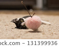 Domestic kitten playing wand with pink fluffy ball at home. Young cat portrait 131399936